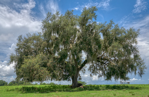 trees green landscape unitedstates florida hdr hillsboroughriverstatepark landscapephotography dadecity hdrphotography hillsboroughcounty sonyalpha sonyimages macphun skylum aurorahdr madewithluminar unitedstatesofamerica