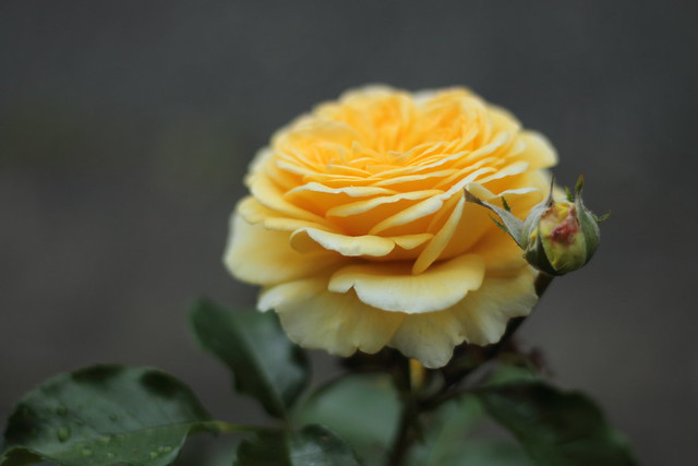 Polaris α (rose)