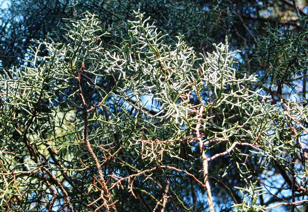 Cupressus arizonica --  Bald Arizona Cypress 2384