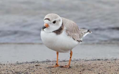 Piping Plover