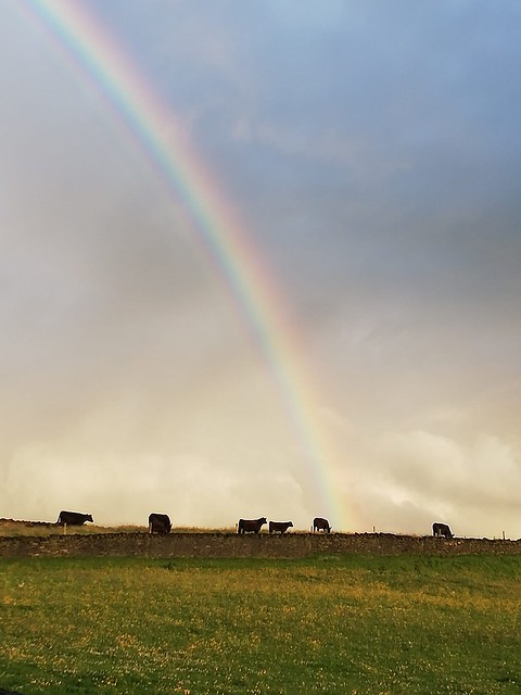 Clouds, cows and rainbows: Rainbow over Greentop, Pudsey