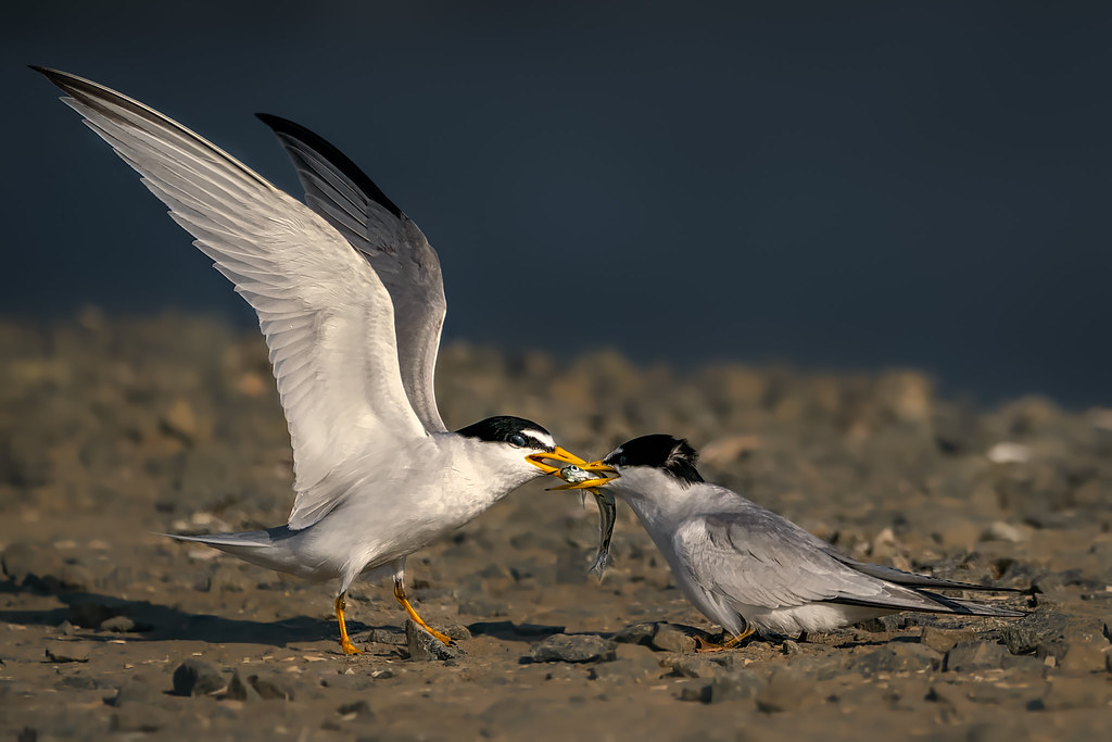 Least Tern food exchange 2(3): Beak-to-Beak