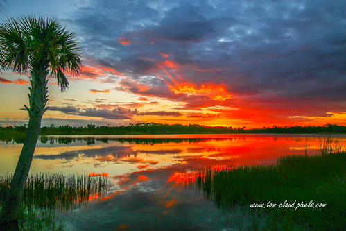 sun sunset red sky clouds cloudy weather reflection tree palm palmtree nature mothernature outdoors pond lake landscape seascape colorful fortpierce florida usa