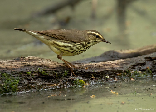 Northern Waterthrush