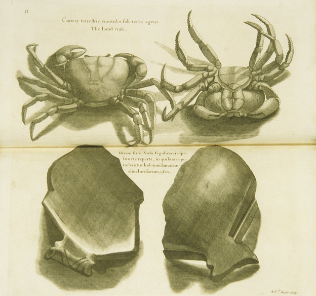 Cancer terrestris cuniculos sub terra agens =: The land crab
