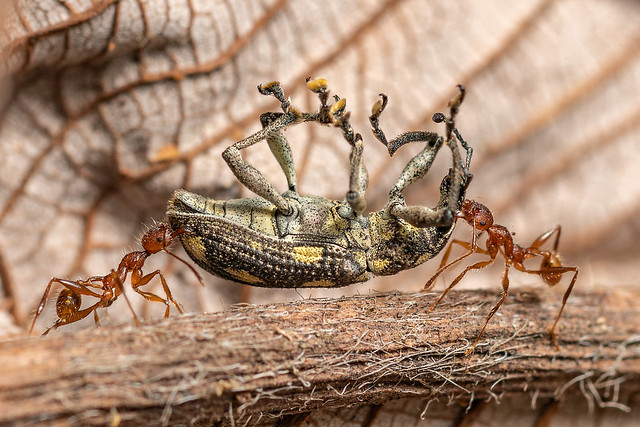 Ants carrying weevil