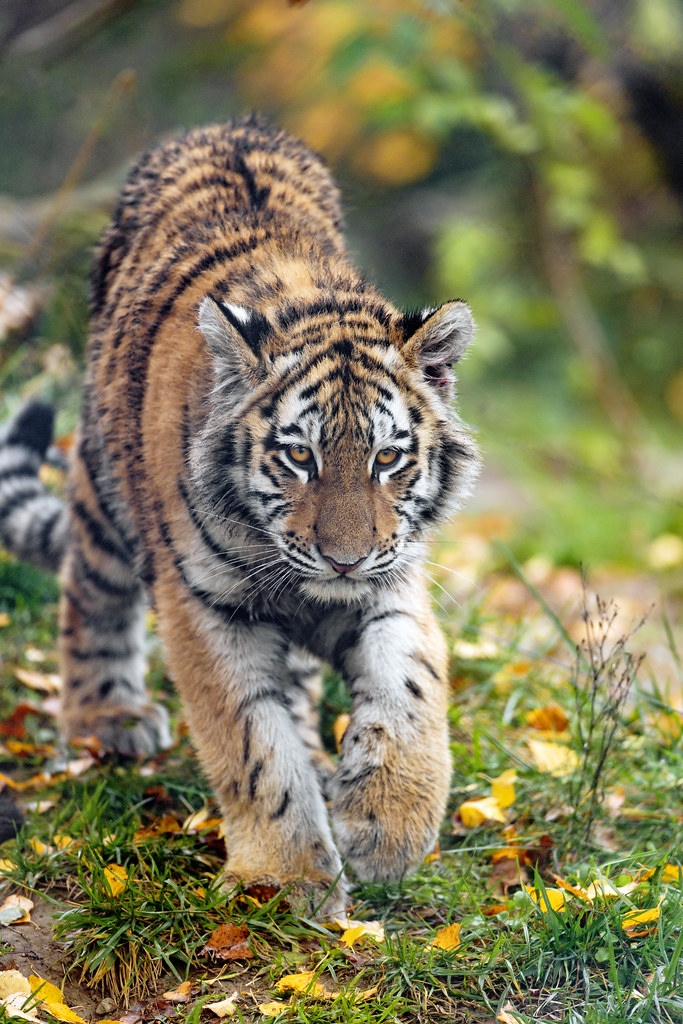 Young tigress walking towards me