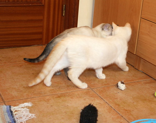 Karnak, gatito siamés Red Point locuelo y dulzón esterilizado, nacido en Marzo´19, en adopción. Valencia. ADOPTADO. 48088280126_a256fc71fa
