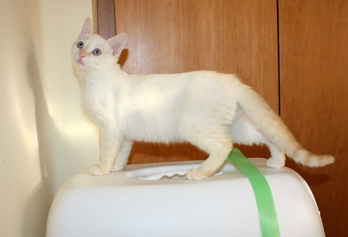 Karnak, gatito siamés Red Point locuelo y dulzón esterilizado, nacido en Marzo´19, en adopción. Valencia. ADOPTADO. 48088280471_5a094d86d8