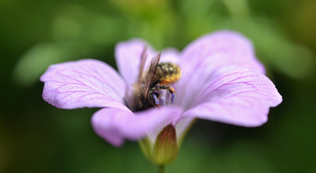 ?osmia bee in a hardy flowering geranium