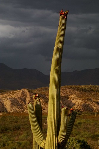 2017 arizona cacti desert flickr fruits gps landscapes mountains pinalcounty saguarocactuscarnegieagigantea sanpedrorivervalley usa unitedstatesofamerica