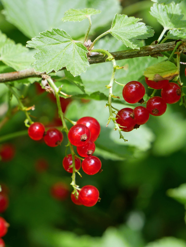 red berries | Red berries at Hahn Horticulture Garden, Virgi… | Flickr