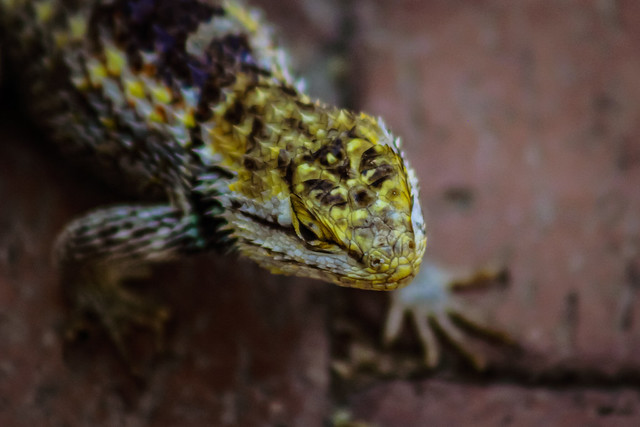 Desert Spiny Lizard close up