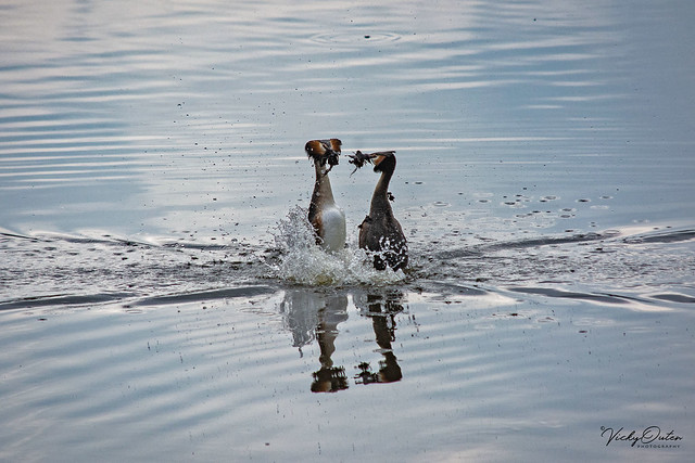 🇬🇧 Great Created Grebes doing the weed dance.