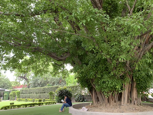 City Landmark - Paakar Tree, Constitution Club of India, Central Delhi