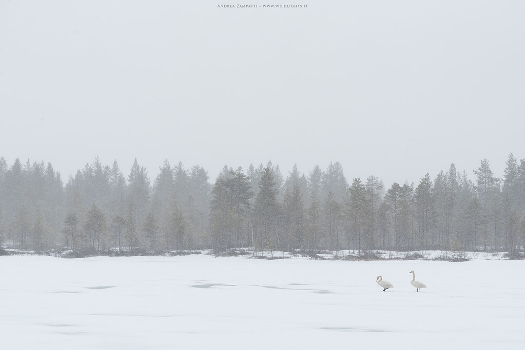 Whooper swans and snowfall