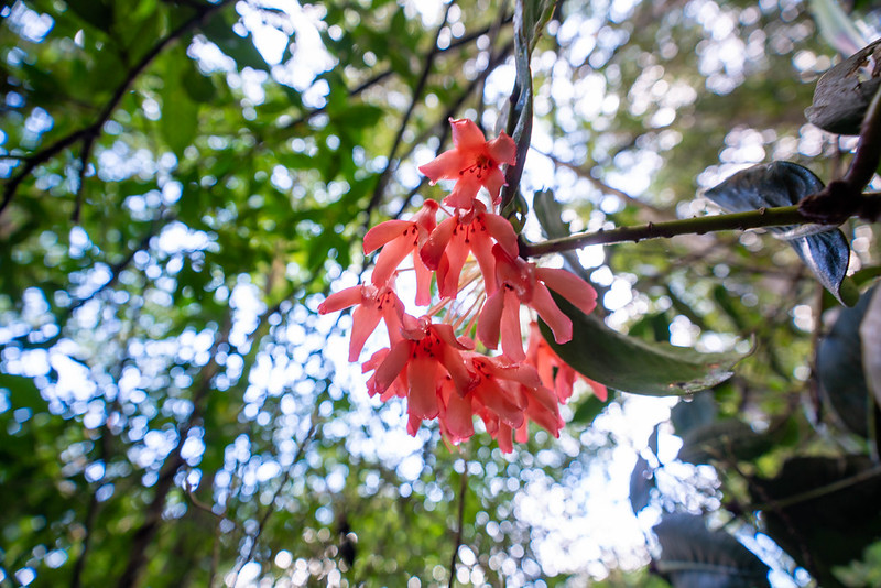 キナバル山の花