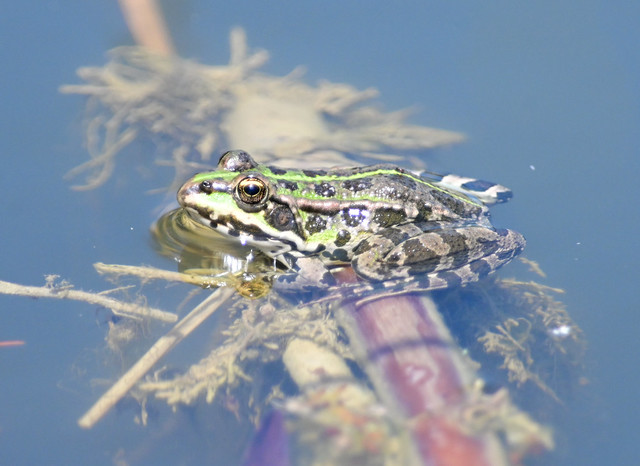 Balkan Water Frog