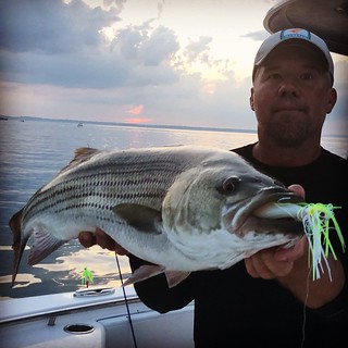 Photo of man with striped bass