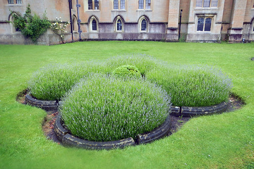 Formal lavender garden at Newstead Abbey in England