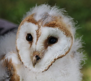Barn Owl chicks | by themadbirdlady
