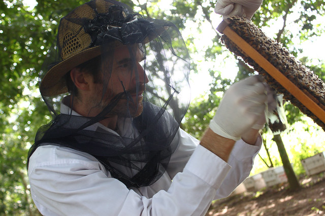 Geoff Williams inspects a bee colony