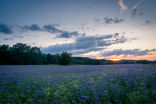 blue meadow