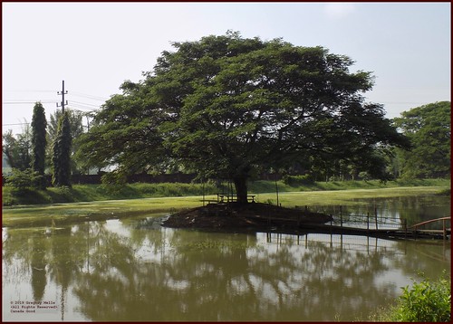 asia seasia asean indonesia java eastjava mojokerto trowulan archaeology tree lake 2019 thisdecade canadagood colour color jawatimur