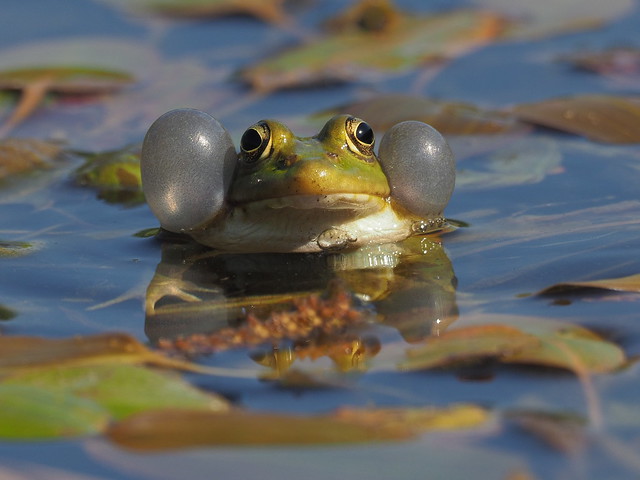 Levant water frog - левантийская зелёная лягушка - צפרדע הנחלים - Pelophylax bedriagae