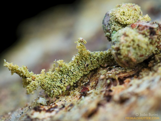 Unidentified 'lichen' larva