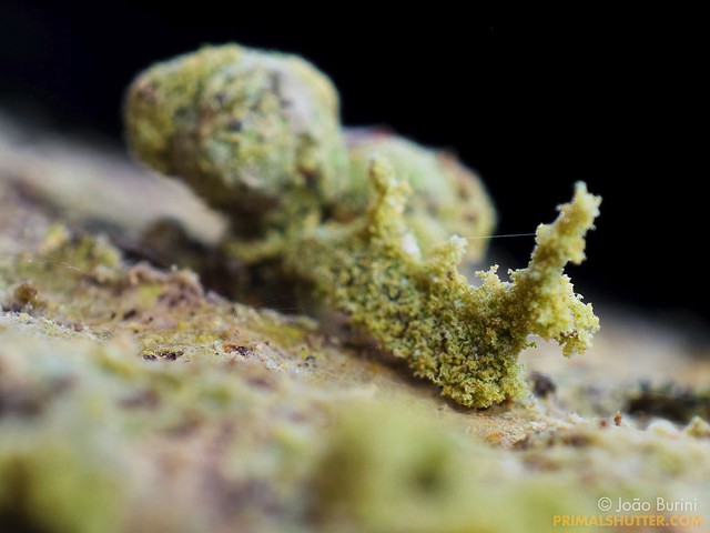 Unidentified 'lichen' larva