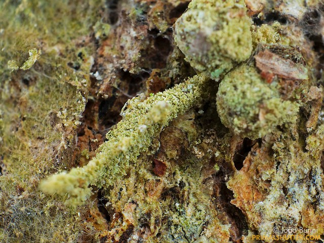 Unidentified 'lichen' larva