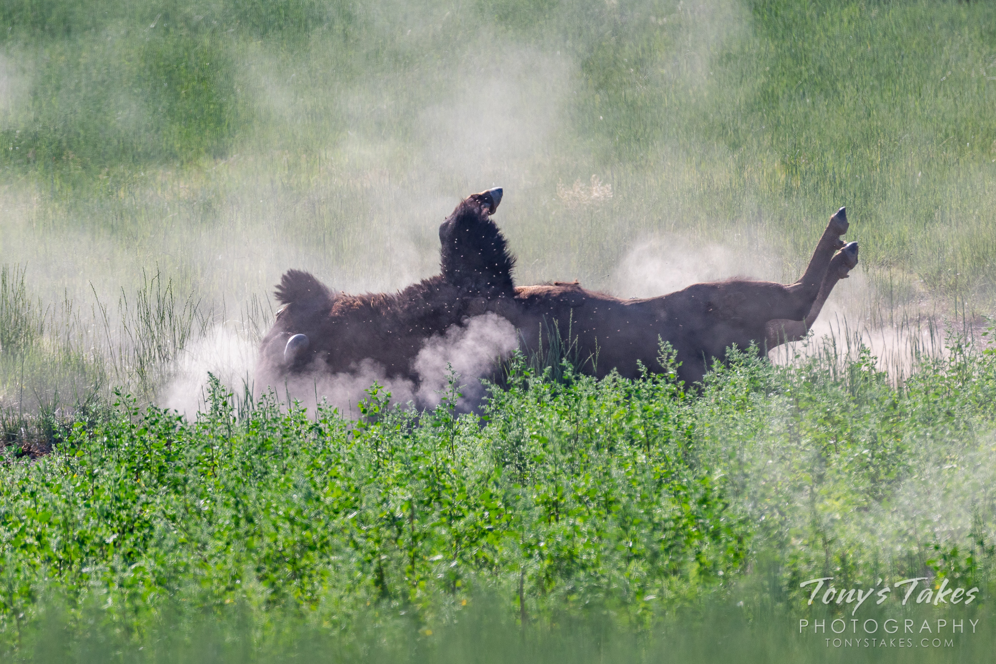 A bison bull rolls in the dirt to try to rid itself of its winter coat. (© Tony’s Takes)