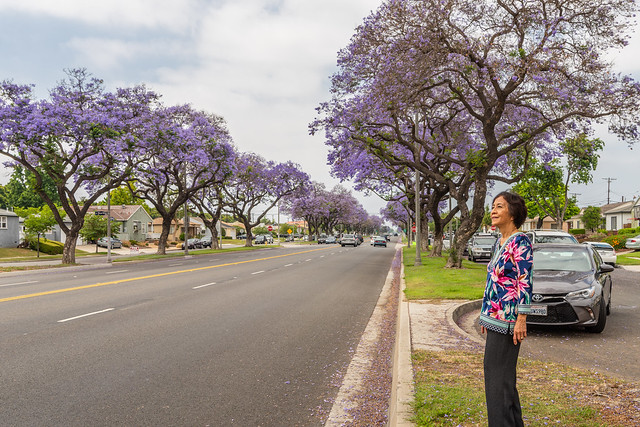 Mom Looking at the Jacaranda Trees in Full Purple Springtime Bloom at Downey Avenue