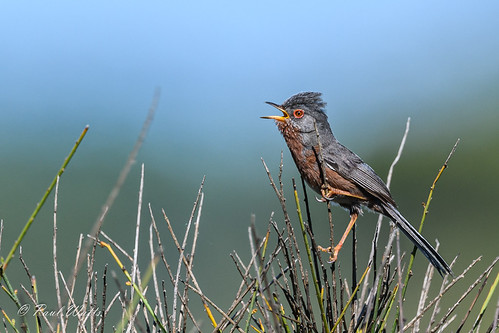 Dartford Warbler (m) (Sylvia undata) | by paulwatts980