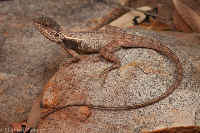 Kimberley Rock Dragon (Diporiphora perpelexa)