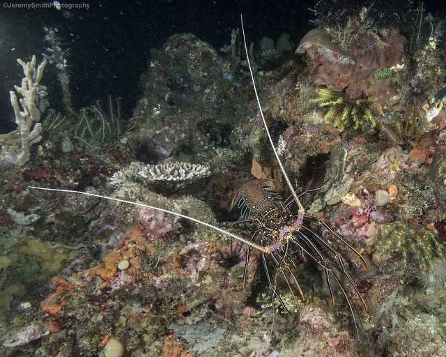 Painted Spiny Lobster, Panulirus versicolor, Papua Paradise Eco Resort, Birie Island, Raja Ampat, Indonesia