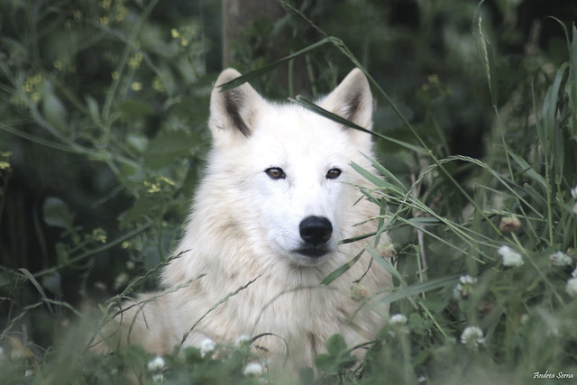 Lobo Ártico // Arctic wolf