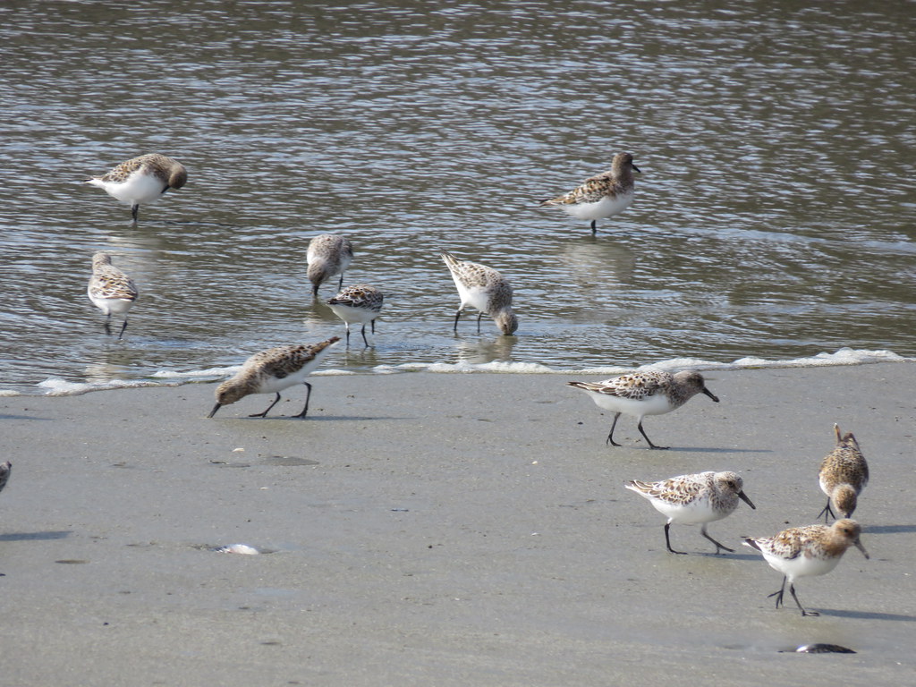 Sandpipers.
