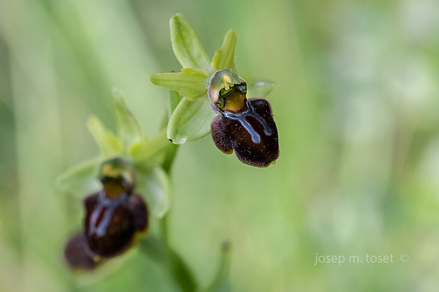 ophrys sphegodes 2019