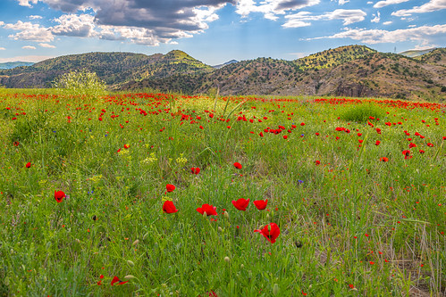 armenia vayotsdzorregion red meadows wildflower jermuk