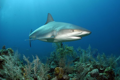 Shark diving