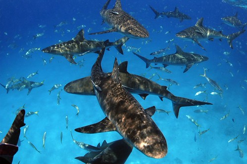 Shark diving