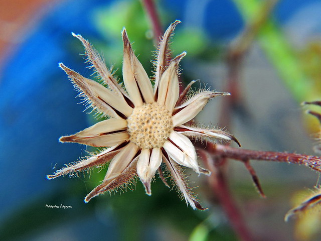 3_Reichardia picroides