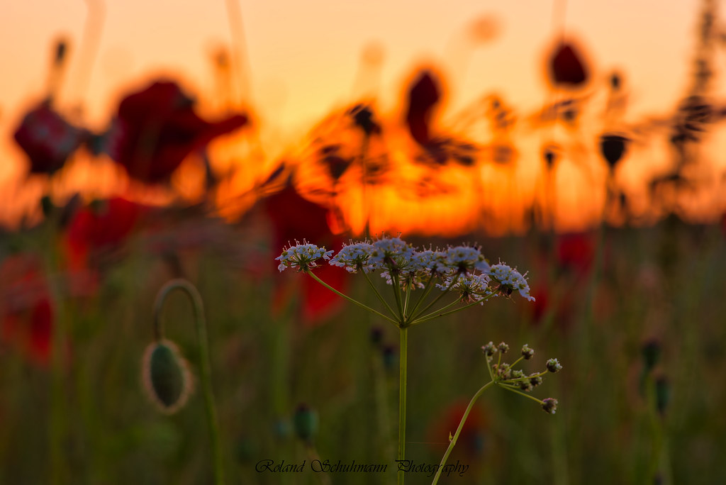 Flowers during sunset