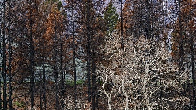 A forest fire leaves behind an eerie beauty.