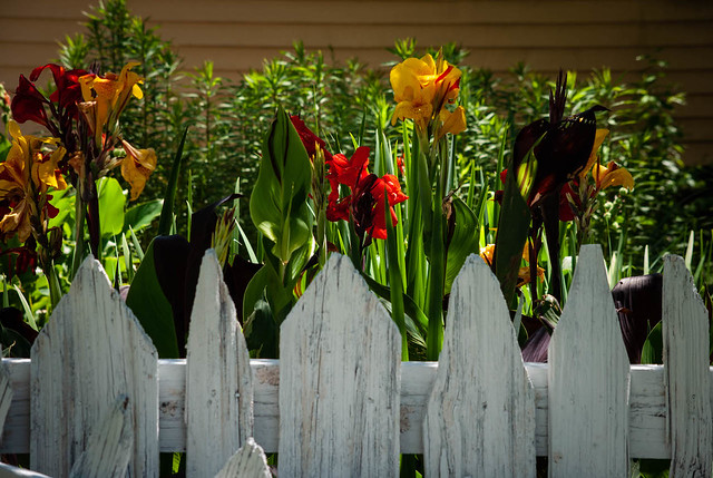 White Picket Fence and Flowers
