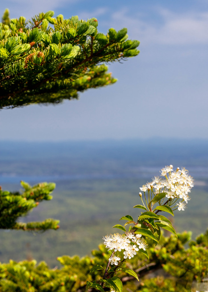 Flowers on Cadillac Mountain