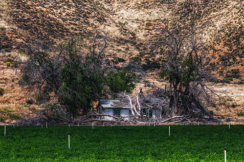 solemn california d850 forgotten landscape tree fallen bushes brush serious creepy quiet colorful scary abandoned maricopa unitedstatesofamerica