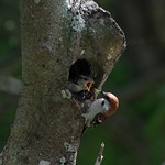 山麻雀(Russet Sparrow)(公，male)育雛